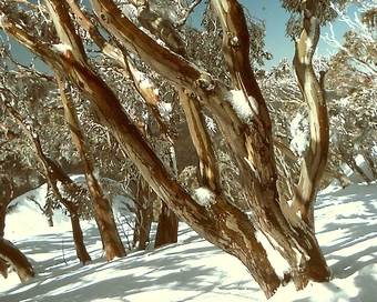 snow gums and snow in the australian alps
