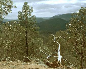 white cyprus pines in the snowy river valley