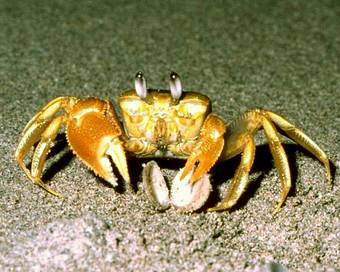 foraging sand crab