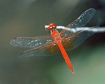 libelluid dragonfly