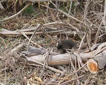 young echidna