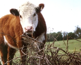 steer eating prunings