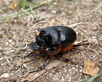 native dung beetle
