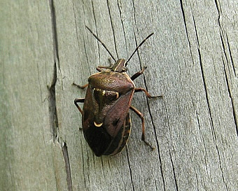 Predatory Shield Bug