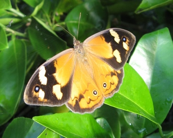 Common Brown