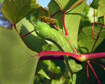 grape vine hawk moth caterpillar