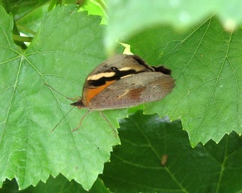 Common brown
