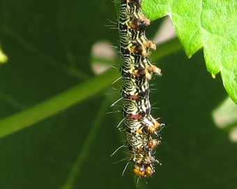 a vine moth caterpillar has been killed by a predatory shield bug