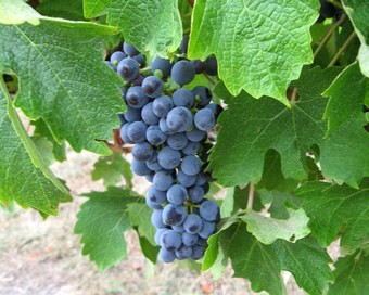 Cabernet sauvignon grape