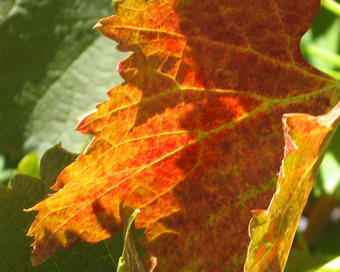 merolt leaves