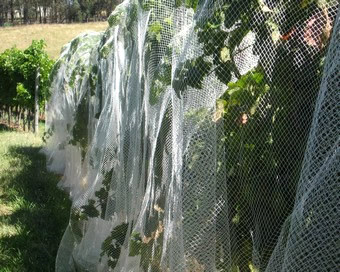 netted vines