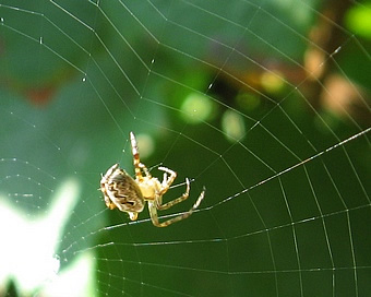 garden orb-weaver spider