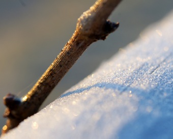 frost on trellis