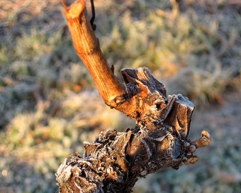 frost on vine bark