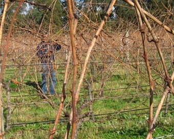 pruning vines