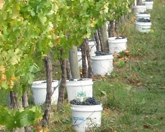 full grape buckets
