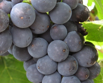 pinot noir grape