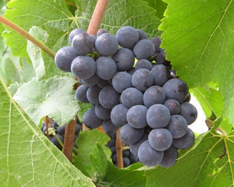 ripe pinot noir grape