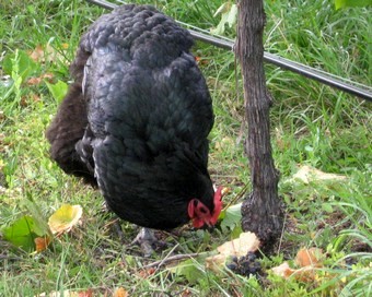 Croad langshan chicken has found a grape