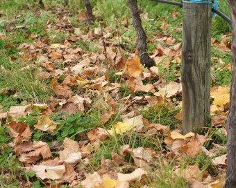 fallen vine leaves