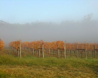 vineyard in autumn colors