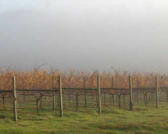 vineyard with the last autumn leaves