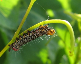 vine moth caterpillar