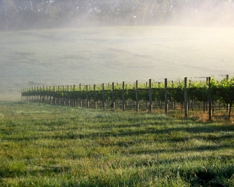 vineyard early morning