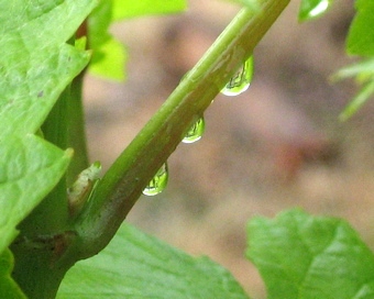 rain drops on grape stalk