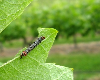 vine moth caterpillars