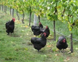 chooks checking out the grapes