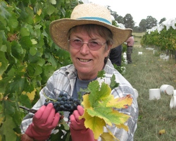 janet picking grapes