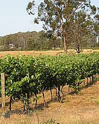 vineyard at 46 degr.