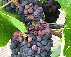 heat shrivelled grapes