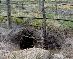 wombat hole in the vineyard