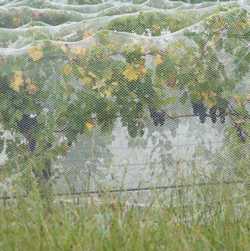 wet vines under wet bird net