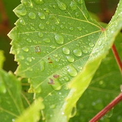 wet vine leaf