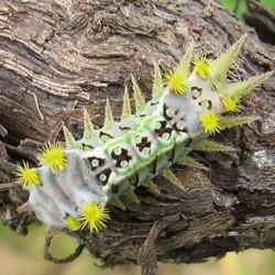 caterpillar of cup moth