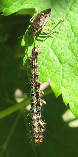 preator shield bug with grape vine caterpillar
