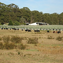 Cattle grazing dry paddock 