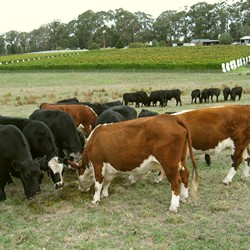 cattle eating gra[e stalks