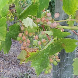 desiccated grapes 