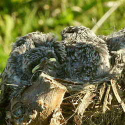 Baby birds in the nest of Jacky Winter 