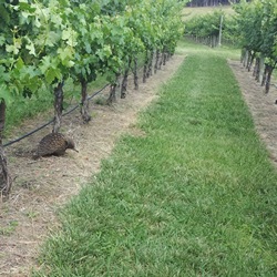echidnas love the vineyard 