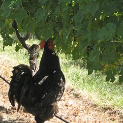 rooster inspecting Cabernet Sauvignon