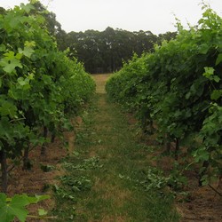 trained vines