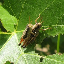 wingless grasshopper