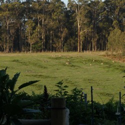 Kangaroos grazing