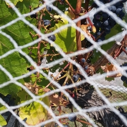 vine eaten by wallabies