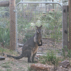 wallaby at garden gate